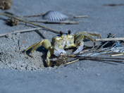 Fisherman's Island National Wildlife REfuge