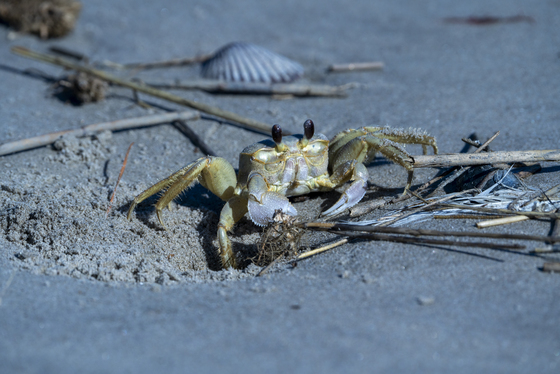Fisherman's Island National Wildlife REfuge
