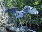 Blackwater National Wildlife Refuge