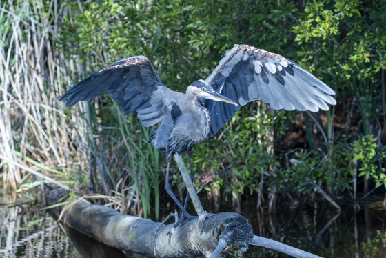 Blackwater National Wildlife Refuge