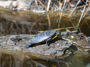 Blackwater National Wildlife Refuge