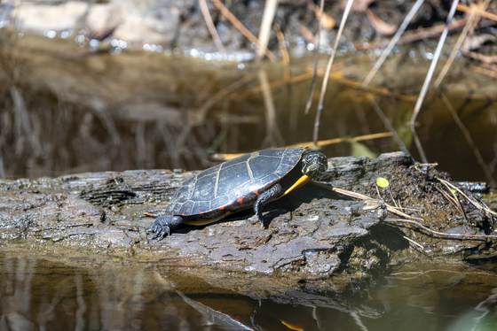 Blackwater National Wildlife Refuge