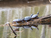Blackwater National Wildlife Refuge