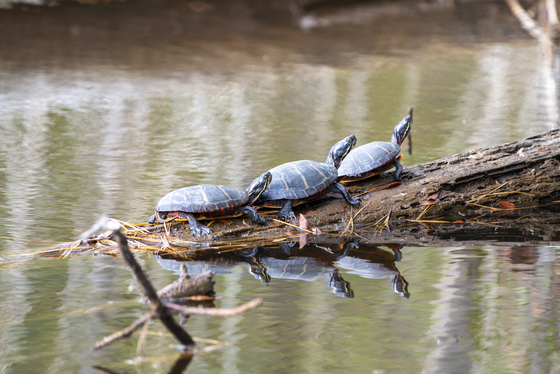 Blackwater National Wildlife Refuge