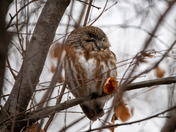 Northern Saw-Whet Owl