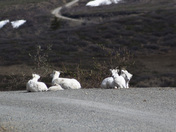 Denali National Park and Preserve