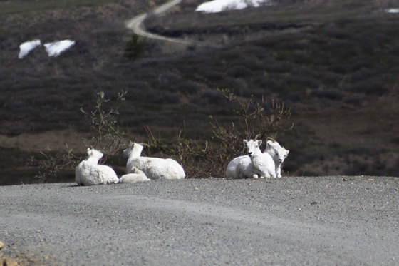 Denali National Park and Preserve