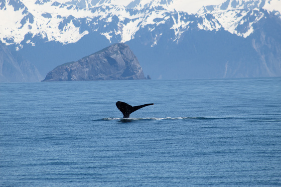 Kenai Fjords National Park