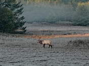 Roosevelt Elk