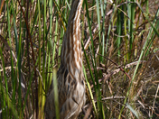 Horicon National Wildlife Refuge