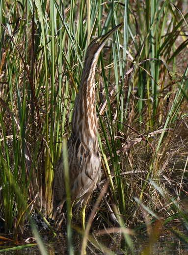 Horicon National Wildlife Refuge