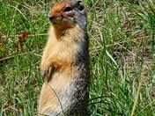 ground squirrel on guard