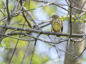 Northern Waterthrush