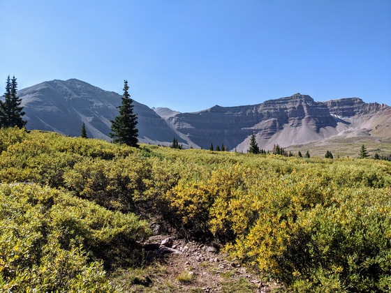 Ashley National Forest