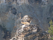 Yellowstone