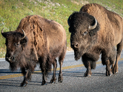 Yellowstone National Park