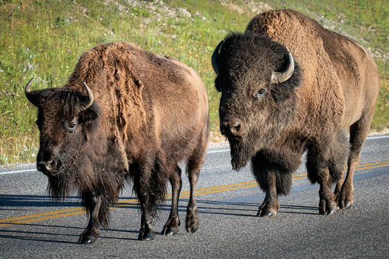 Yellowstone National Park