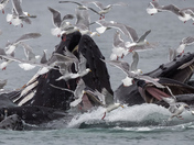 Alaskan Maritime National Wildlife Refuge