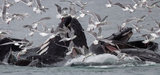 Alaskan Maritime National Wildlife Refuge