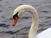 Grace and Beauty