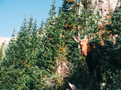 Bridger Teton National Forest