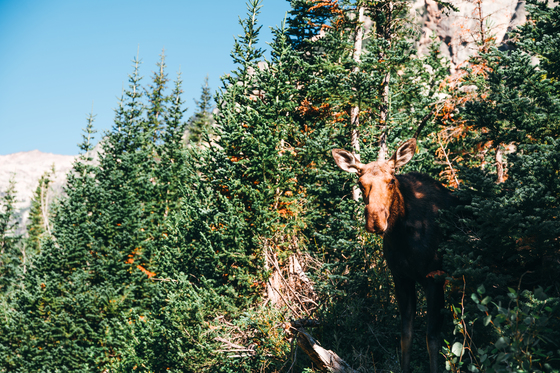 Bridger Teton National Forest