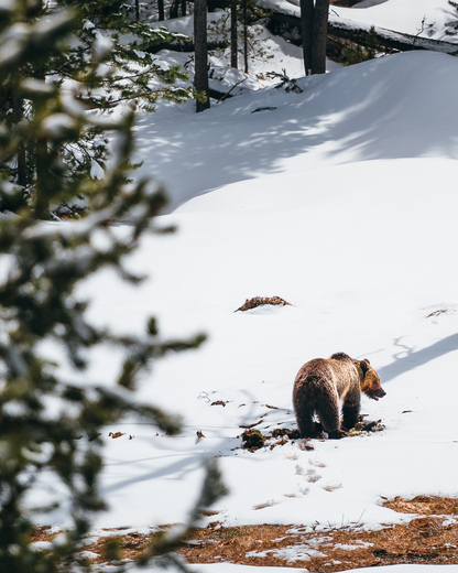 Yellowstone National Park