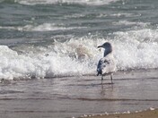 Me and the Waves