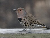 Northern Flicker