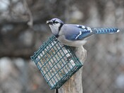 Blue Jay