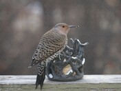 Northern Flicker