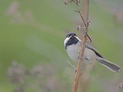 Black-Capped Chickadee