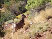 Colorado National Monument 
