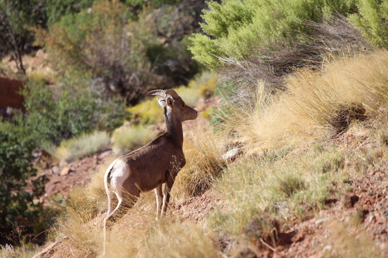 Colorado National Monument 