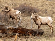 Rocky Mountain National Park