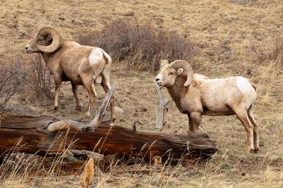 Rocky Mountain National Park