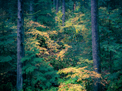 A light in the gloom