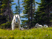 Glacier National Park
