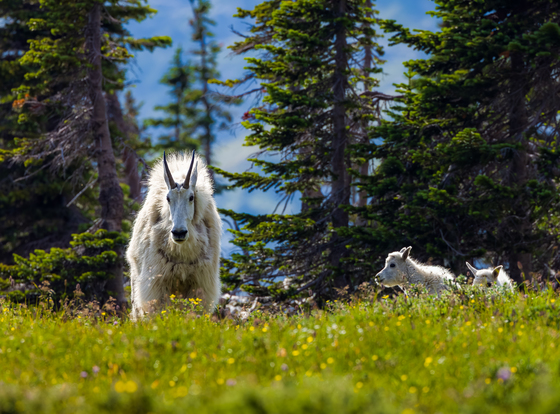 Glacier National Park
