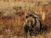 Grand Teton National Park