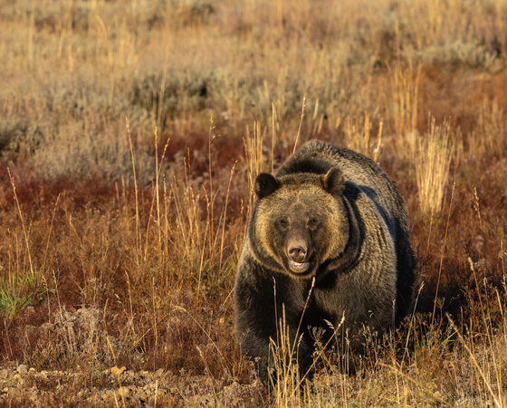 Grand Teton National Park