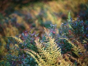 Monongahela National Forest