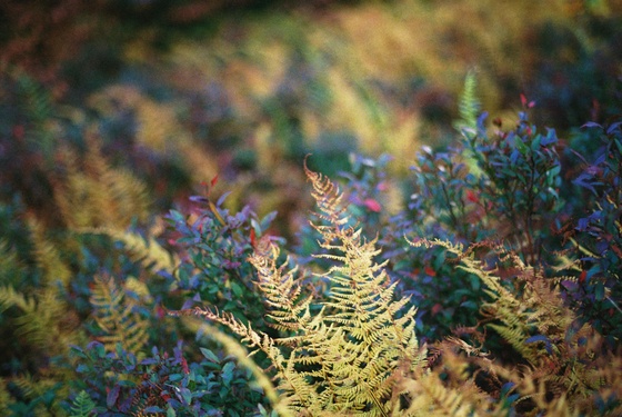 Monongahela National Forest