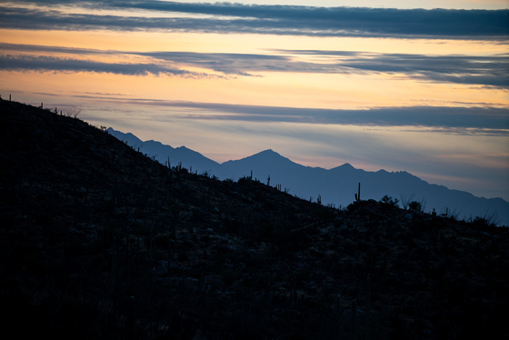 Saguaro National Park