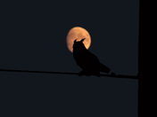 Owl in the Moonlight 