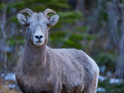“Bighorn” Sheep