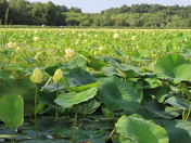 Great Meadows National Wildlife Refuge 