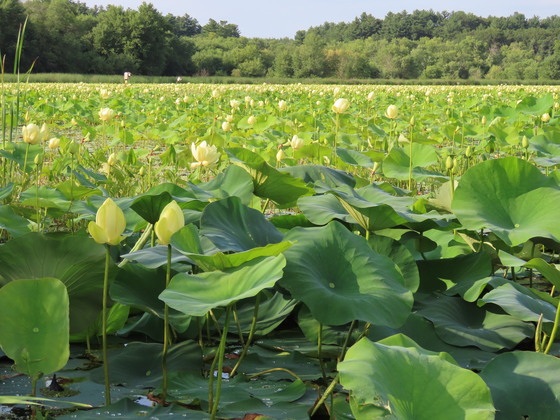 Great Meadows National Wildlife Refuge 