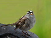 White-crowned Sparrow  