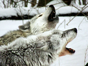 Wolves Howling